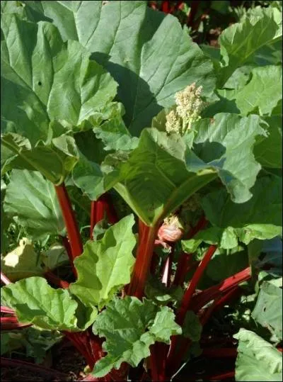 Which plant's leaves are not edible?