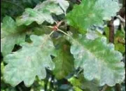 Quiz Rendez ces feuilles à leurs arbres