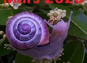 Quiz NE73 – Moi, une mésange