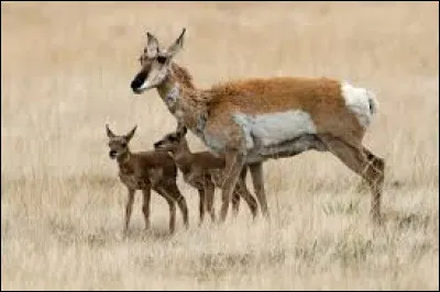 What is this animal called ?