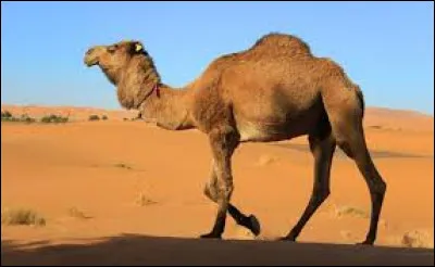 What is this animal called ?