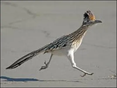 What is this animal called ?