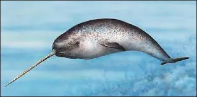 What is this animal called ?