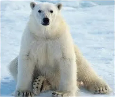 What is this animal called ?