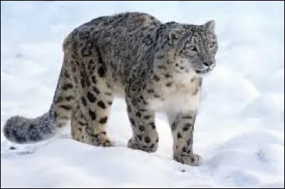 What is this animal called ?