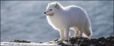 What is this animal called ?