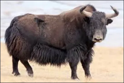 What is this animal called ?