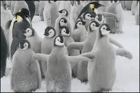 Once the female penguin has laid an egg, the male will incubate it for 8 long weeks without eating.