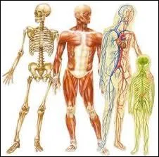 The human body is made up of 206 bones, the largest being the femur.