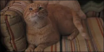 How did his cat die?