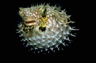 What else is the porcupine fish called?