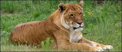 The tigron is the offspring of a tiger and :