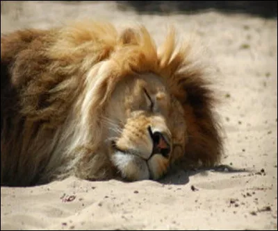 Which group performs a capella ''Le lion est mort ce soir''?