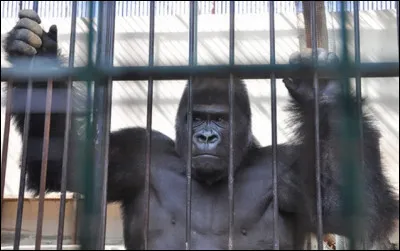 Who sang "Le Gorille", the theme of which is opposition to the death penalty?