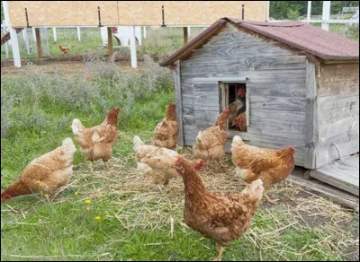 Who is the author-interpreter of ''Poulaillers' Song''?