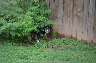 What is the name of the dog in the Nino Ferrer song?