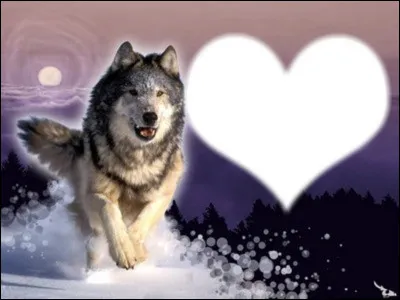 Which singer had a ''Cur de loup'' in 1989?