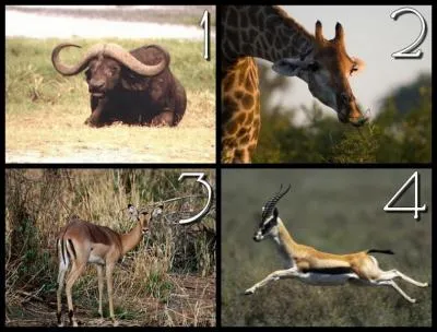 Which of these pictures shows an impala?