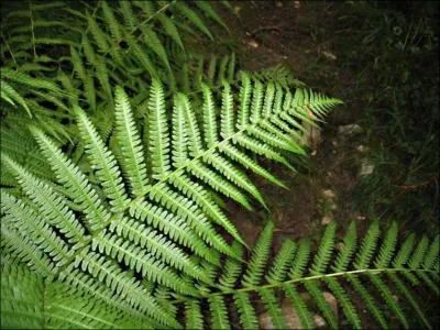 Which of these plants has neither flowers nor seeds?