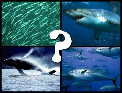 Which of these animals is a mammal?
