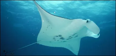 Which musical note is homophonous with this fish?