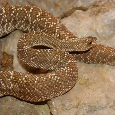 The rattlesnake, whose bite is generally fatal, is also known as a "rattlesnake" because ...