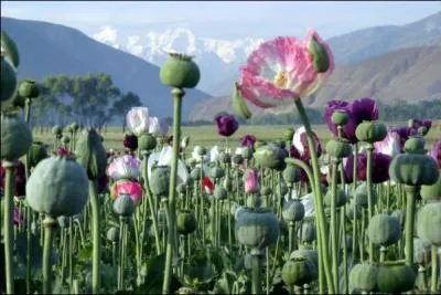 Which of these plants are not used to make textile fibres?