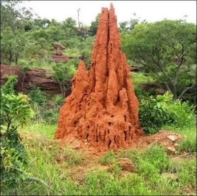 The tallest buildings made by animals are termite mounds. How high can they grow?