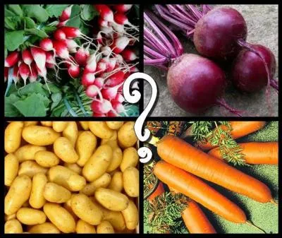 Which of these vegetables is not a root?