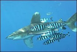 Pilot fish almost always accompany sharks. Why do they do this?