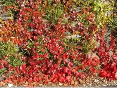 Which of these plants is not a climber?