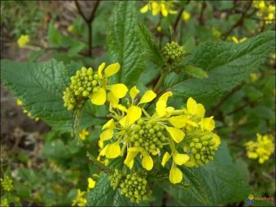 What part of the plant known as 'mustard' is used to make mustard?