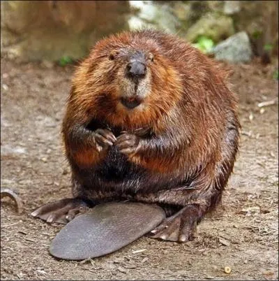 Beavers use their tails to transport the trees they have cut down.