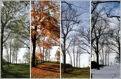 On Earth, the seasons are determined by ...