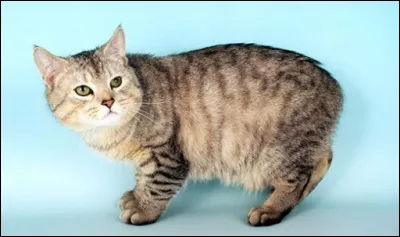 The manx (pictured) has no tail. It's a cat...