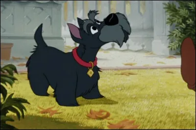 What is the name of this nice dog?