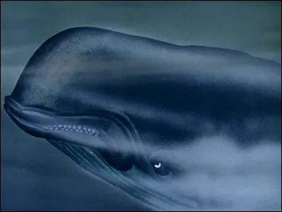 Who is this big whale?