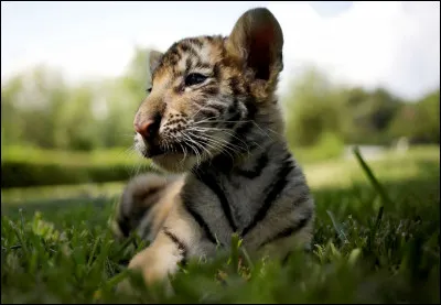 What is your favourite animal ?