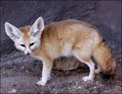 From which country is the fennec the emblem?