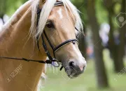Quiz Quiz théorie galop 1 et 2