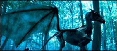 Who sees the Sombrals?