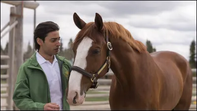 Which horse did Amy have to help after he went on a terrifying plane flight?