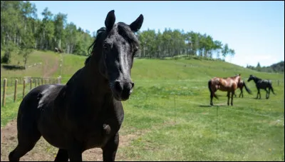 Which of these Heartland horses is a mare?