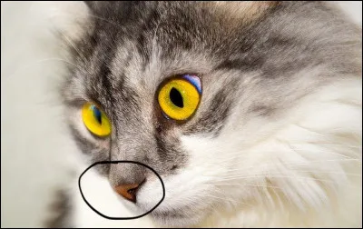 It's a homonym referring to the surrounded part of the cat's body.