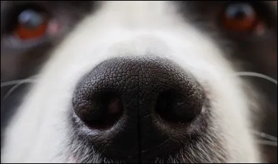 What do we call a dog's nose?