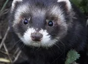 Quiz Tous les goûts sont dans la nature ! Les odeurs aussi !