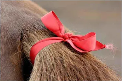 If a horse at a horse show/competition has a red ribbon on their tail, what does that mean?