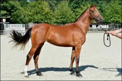 What does it mean if you own a 'green' horse?