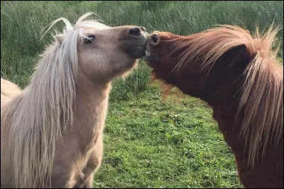 True or false?
Shetland ponies can carry more than a regular horse.due to their body structure.