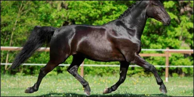 How many beats in a trot?